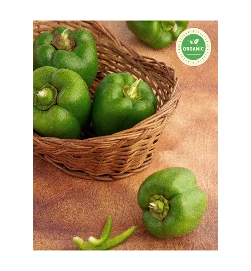 Organic Certified Green Capsicum (Dappa Menasinakaayi) 250 g x 2